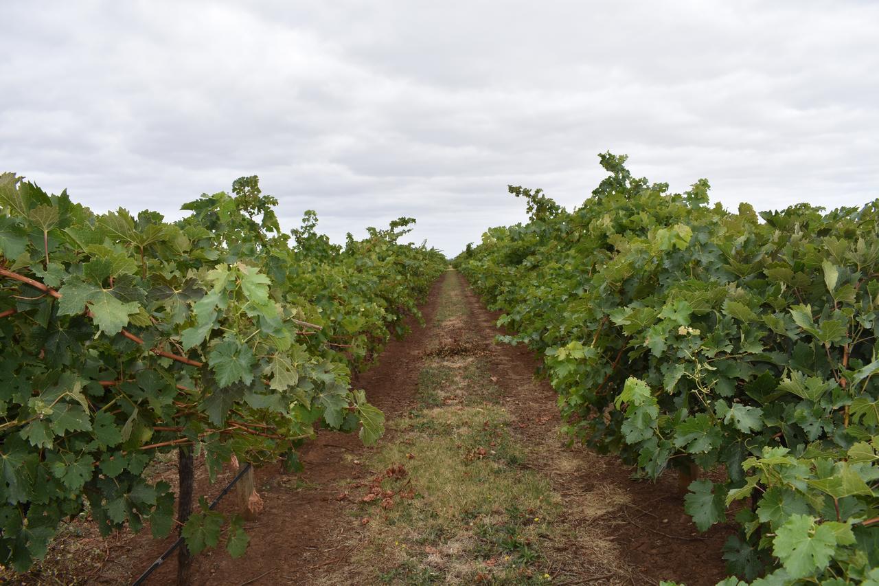 A Coonawarra Experience Appartement Penola Buitenkant foto